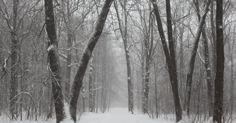 Winter Forest - Gray Scale Photo of Trees on Snow