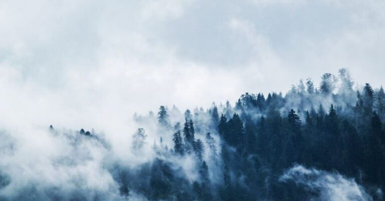 Winter Forest - Green Pine Trees Covered With Fogs Under White Sky during Daytime