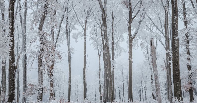 Winter Forest - Snow Covered Trees